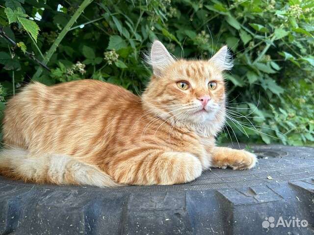 Рыжий кот