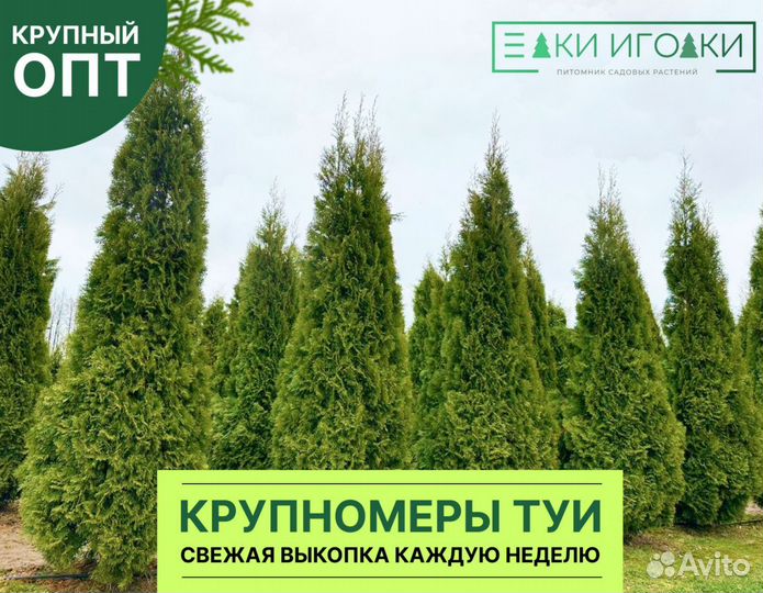Крупномер Туя Брабант,Смарагд,Колумна 2,2 м