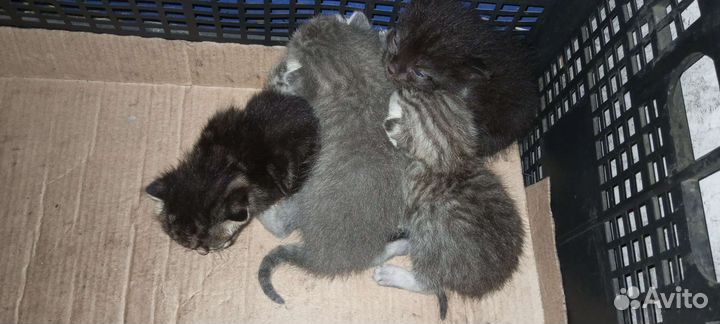 Котята в добрые руки