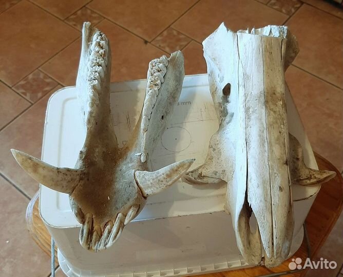 Череп секача