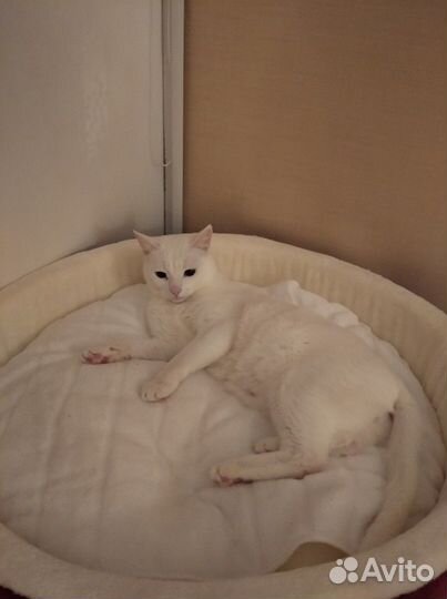 Лежанка новая для кошек, собак