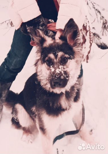 Собака в добрые руки