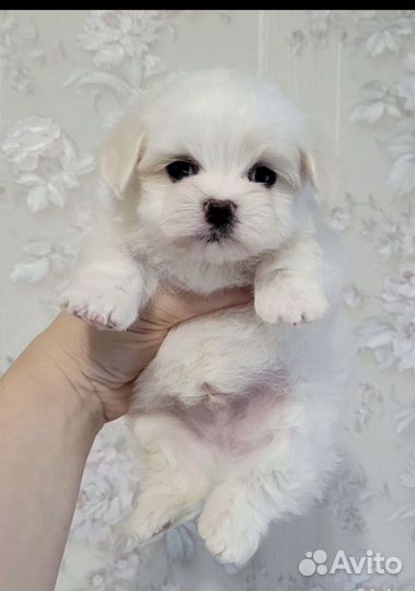 Мальтезе мини мальчик