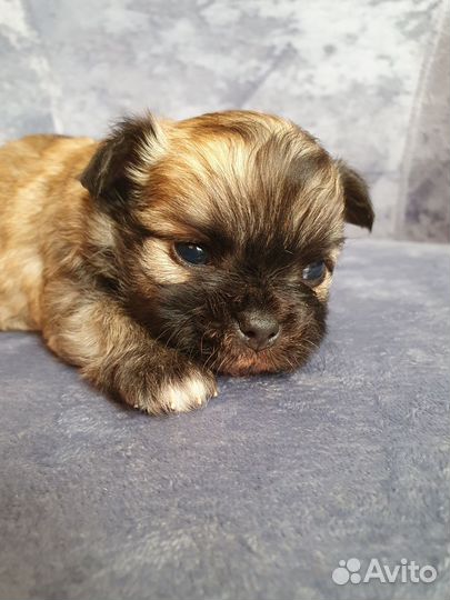 Чихуахуа крошки на ладошке)