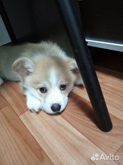 Собака корги