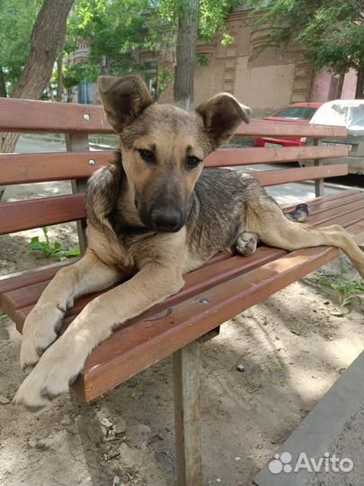 Щенок в добрые руки