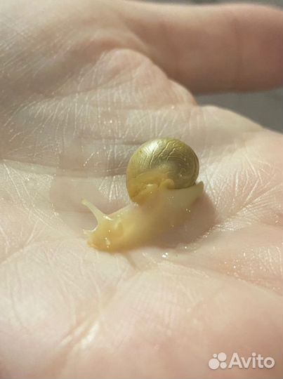 Улитки Ахатины бесплатно