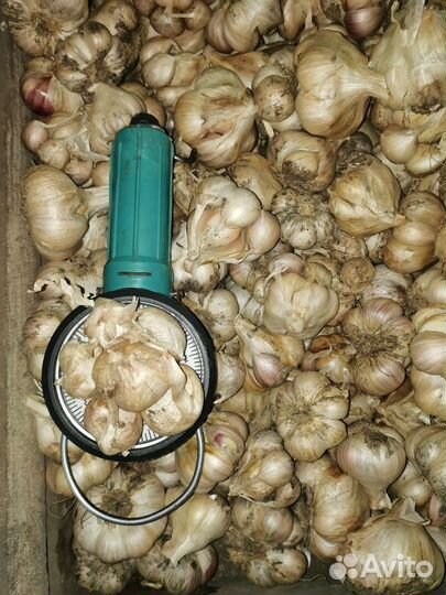 Чеснок домашний