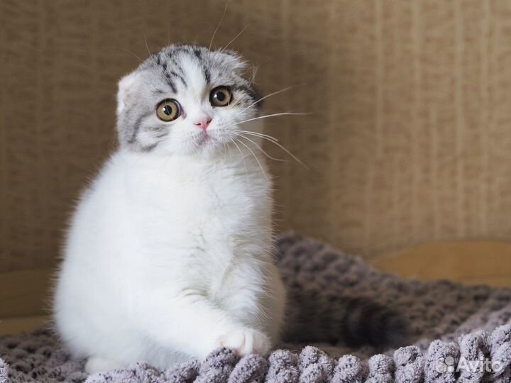 Шотландская вислоухая кошка