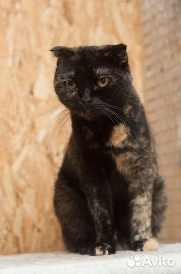 Киви нужен дом