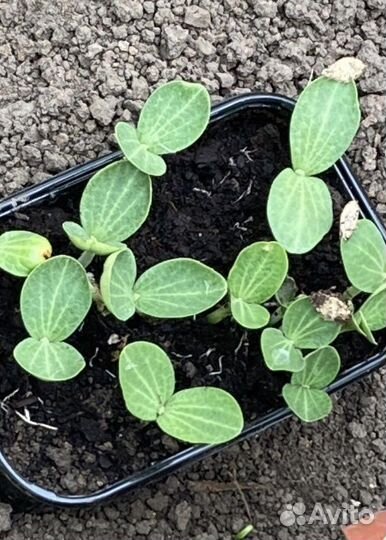 Рассада тыквы