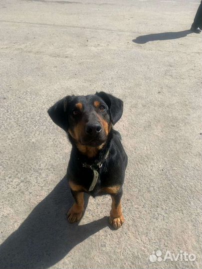 Ягдтерьер,метис,в добрые руки