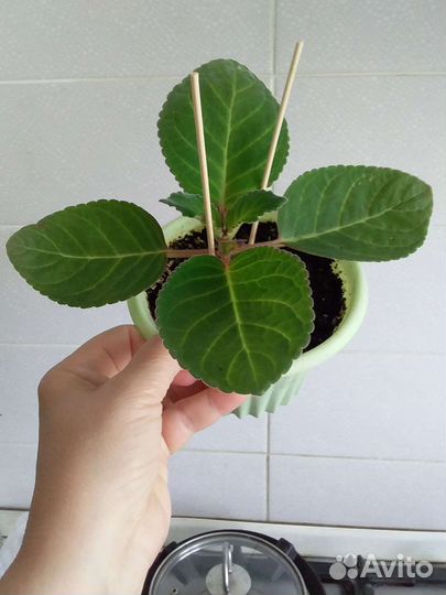 Глоксиния и глоксиния тедди