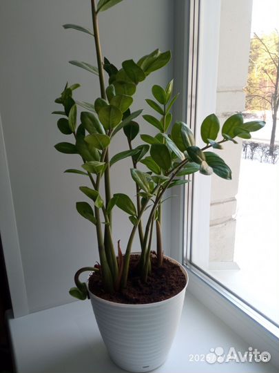 Замиокулькас