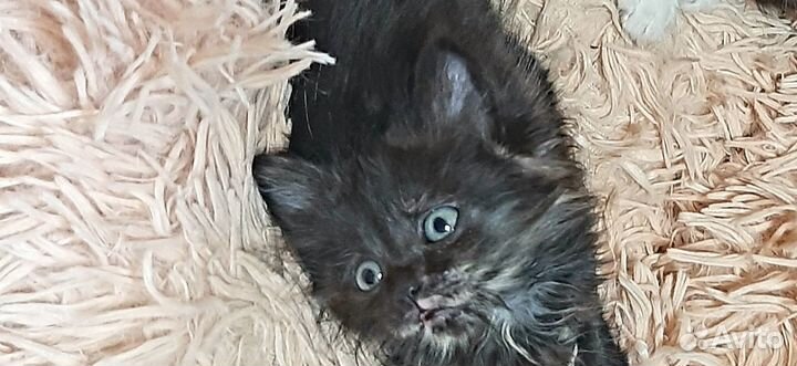 Маленькая кошечка