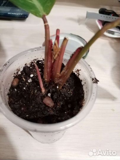 Строманта мэджик стар