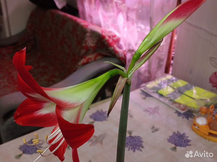 Гиппеаструм амариллис цветущий