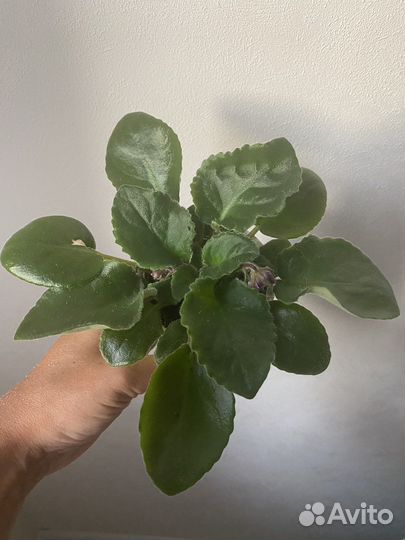 Фиалки сортовые