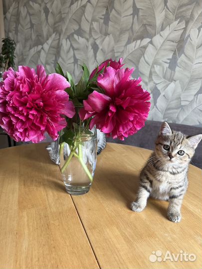 Шотландские вислоухие котята мраморные