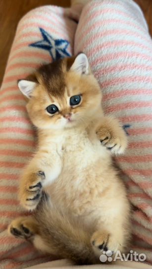 Британские котята золотая шиншилла