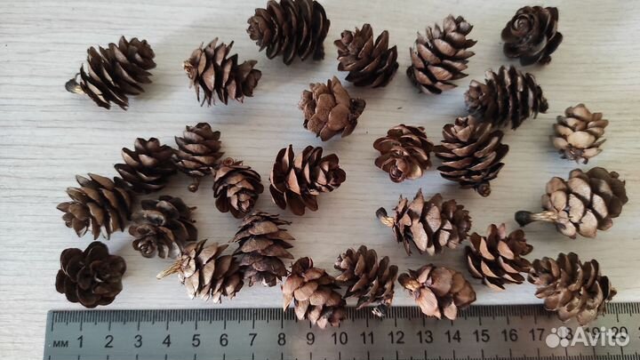 Шишки маленькие лиственница для рукоделия иподелок