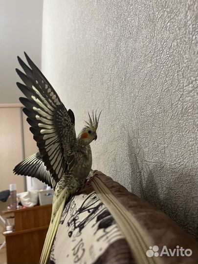 Пара попугаев Корелла