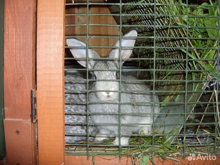 Клетки для кроликов