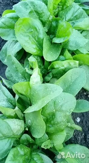 Свежая зелень