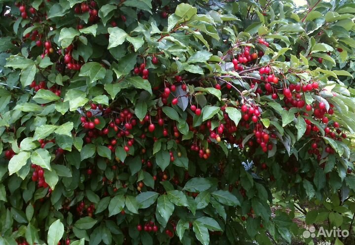 Редкие растения в Ясногорске