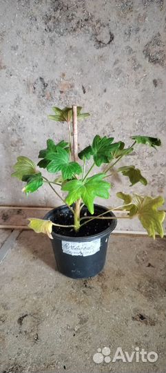 Пеларгонии