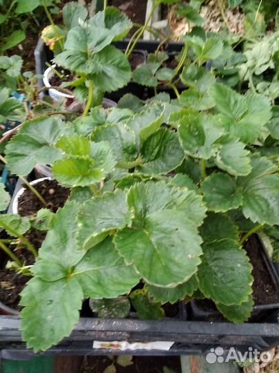 Рассада клубники