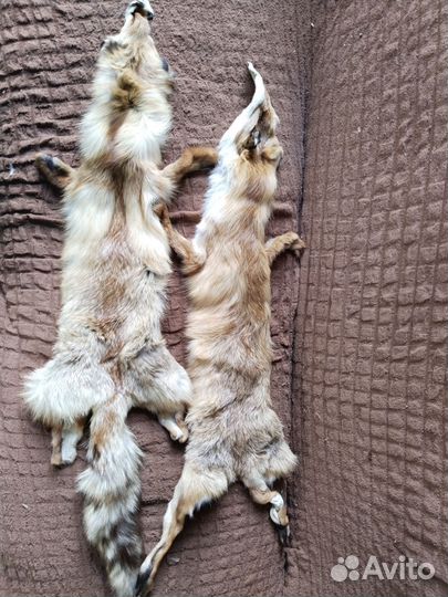 Лисья шкура