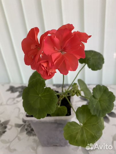 Пеларгония герань Коралловая