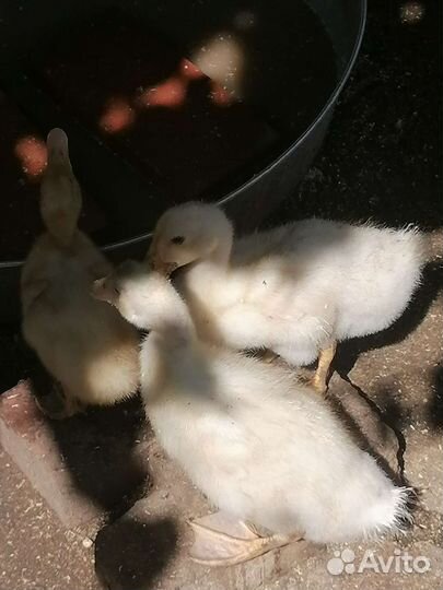 Утята Муларды