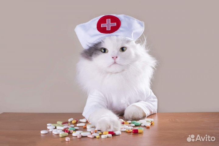 Стерилизация кошек на дому