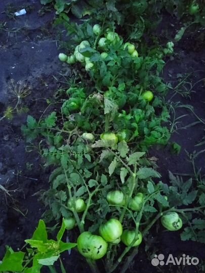 Гном томатный.Более 40 сортов.12 семян за 40 р