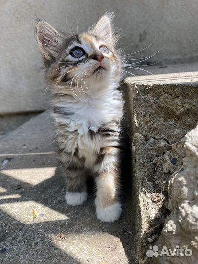 Котенок девочка в добрые руки