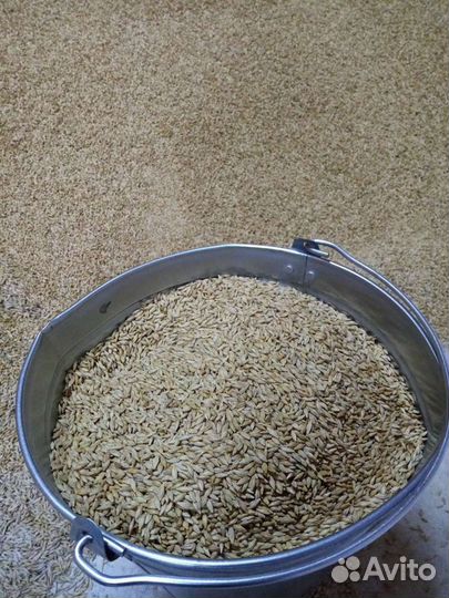 Зерно пшеница ячмень кукуруза овес отруби