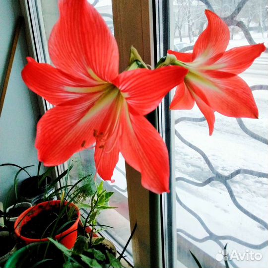 Гиппеаструм