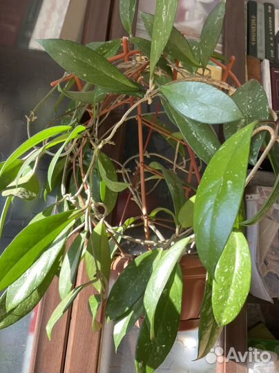 Хойя взрослая