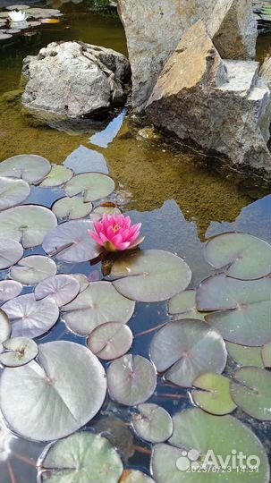 Растение водяная лилия (нимфея) кол-во ограничено
