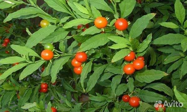 Паслён комнатный семена