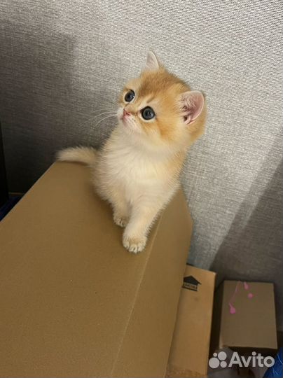 Золотая шиншилла ny 12 девочка