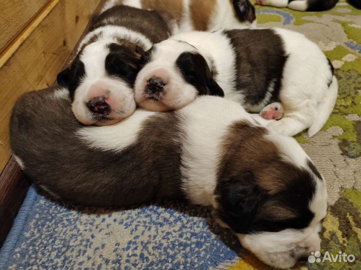 Щенки Московской сторожевой