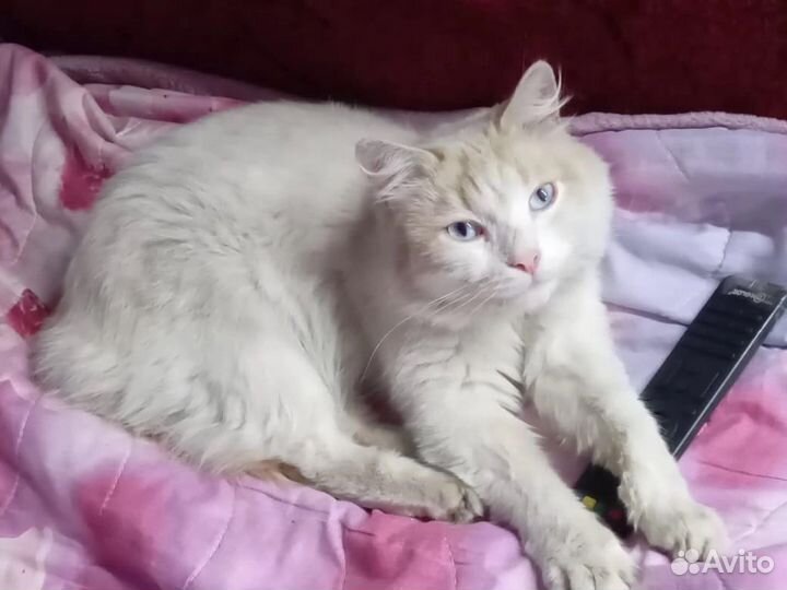 Кот ласковый живет на улице