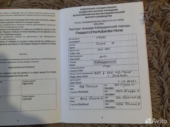 Домашние животные