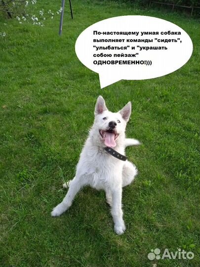 Классный пёс