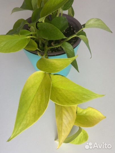 Сциндапсус золотистый,н-джой,неон,хэппи лиф