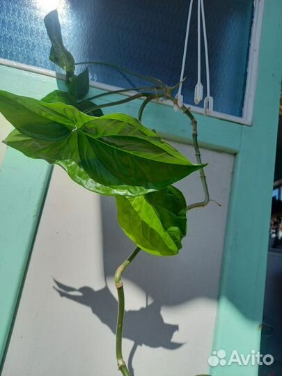 Цветы домашние в горшках