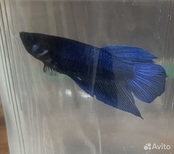 Рыба петушок